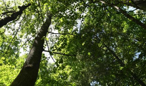 Photo #8 of SLATE MILLS ROAD, SPERRYVILLE, VA 100.2 acres