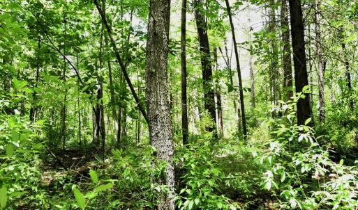 Photo #7 of SLATE MILLS ROAD, SPERRYVILLE, VA 100.2 acres