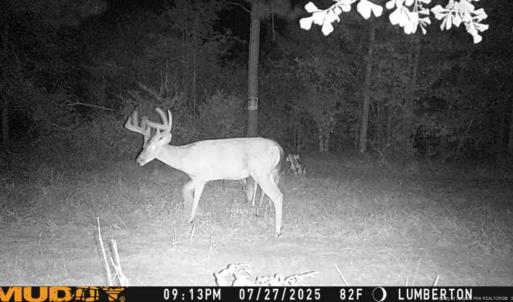 Photo #3 of Allen, Lumberton, NC 65.2 acres