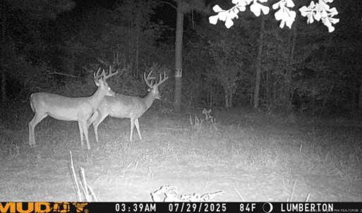 Photo #1 of Allen, Lumberton, NC 65.2 acres