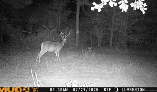 Photo #2 of Allen, Lumberton, NC 65.2 acres