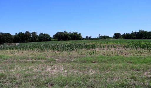 Photo #14 of Sand Rock, Fairmont, NC 27.0 acres