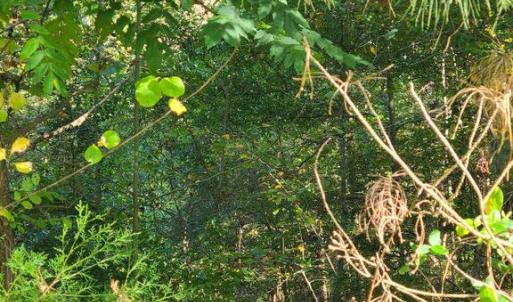 Photo #4 of CHARLES ST, GORDONSVILLE, VA 0.4 acres