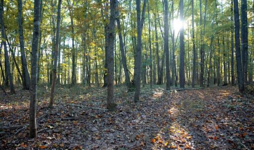 Photo #18 of SHELBY RD, ROCHELLE, VA 67.0 acres