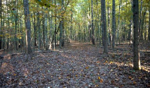 Photo #19 of SHELBY RD, ROCHELLE, VA 67.0 acres