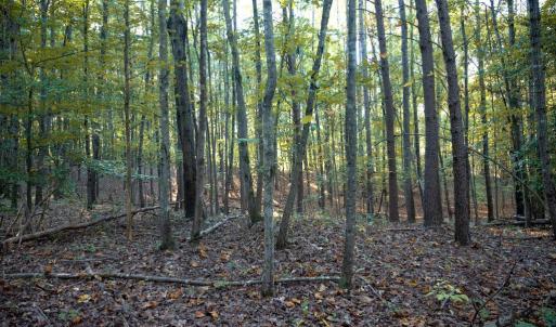 Photo #22 of SHELBY RD, ROCHELLE, VA 67.0 acres