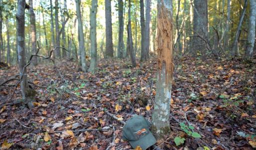 Photo #23 of SHELBY RD, ROCHELLE, VA 67.0 acres