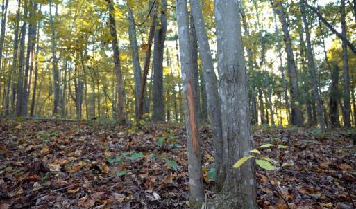 Photo #24 of SHELBY RD, ROCHELLE, VA 67.0 acres