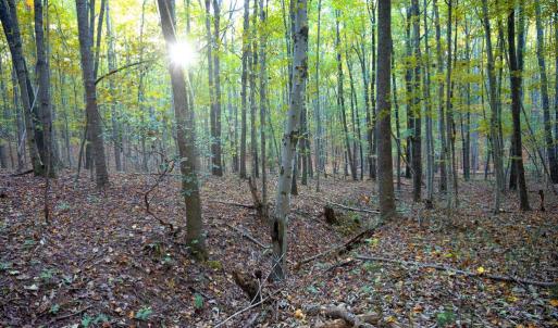 Photo #25 of SHELBY RD, ROCHELLE, VA 67.0 acres