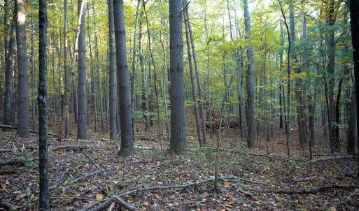 Photo #27 of SHELBY RD, ROCHELLE, VA 67.0 acres