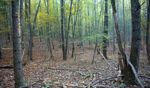 Photo #28 of SHELBY RD, ROCHELLE, VA 67.0 acres