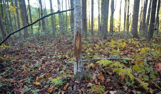 Photo #29 of SHELBY RD, ROCHELLE, VA 67.0 acres