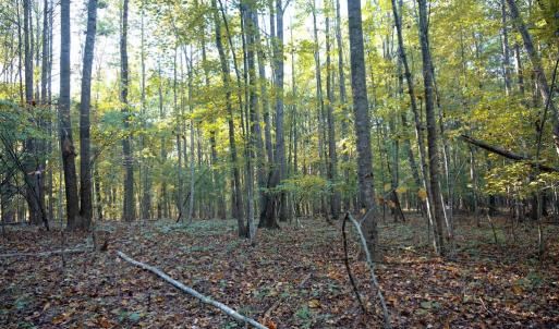 Photo #30 of SHELBY RD, ROCHELLE, VA 67.0 acres