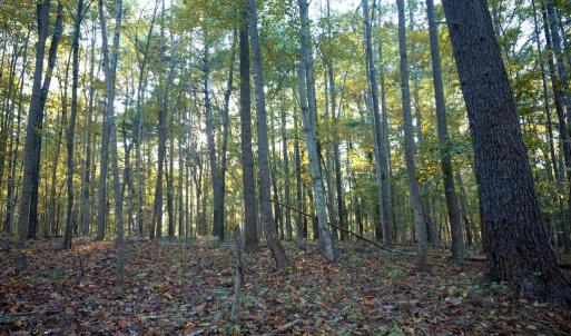 Photo #31 of SHELBY RD, ROCHELLE, VA 67.0 acres
