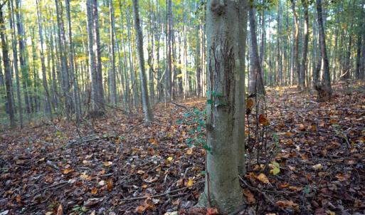 Photo #32 of SHELBY RD, ROCHELLE, VA 67.0 acres