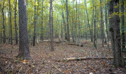 Photo #34 of SHELBY RD, ROCHELLE, VA 67.0 acres