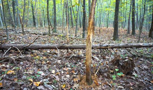 Photo #35 of SHELBY RD, ROCHELLE, VA 67.0 acres