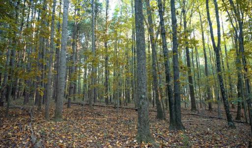 Photo #37 of SHELBY RD, ROCHELLE, VA 67.0 acres