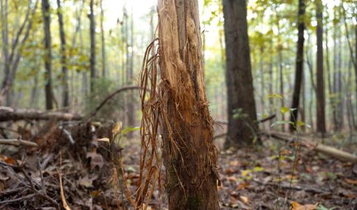 Photo #36 of SHELBY RD, ROCHELLE, VA 67.0 acres