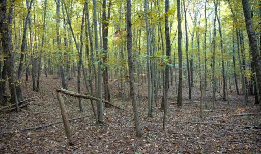 Photo #38 of SHELBY RD, ROCHELLE, VA 67.0 acres