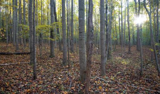 Photo #39 of SHELBY RD, ROCHELLE, VA 67.0 acres