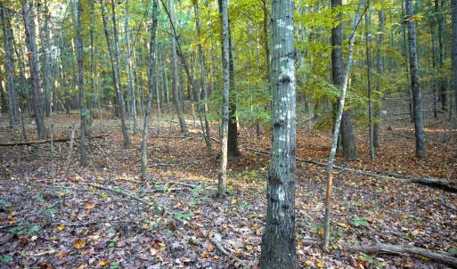 Photo #26 of SHELBY RD, ROCHELLE, VA 67.0 acres