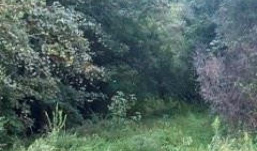 Photo #7 of Mckoy/Staten, Clarkton, NC 2.0 acres