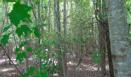 Photo #3 of Giles, Linden, NC 88.1 acres