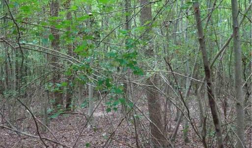 Photo #4 of Giles, Linden, NC 88.1 acres