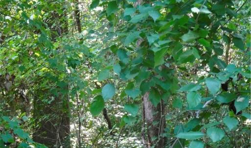 Photo #3 of Gilbert, Eastover, NC 0.5 acres