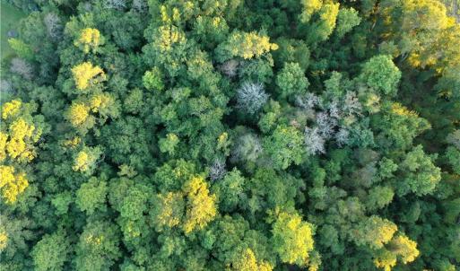 Photo #13 of Tar Heel Rd, Lumberton, NC 17.2 acres