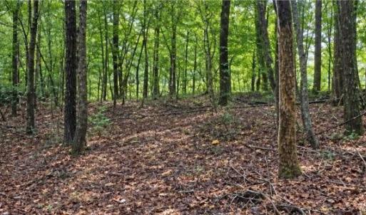 Photo #6 of 6700 Cass Holt, Holly Springs, NC 38.5 acres