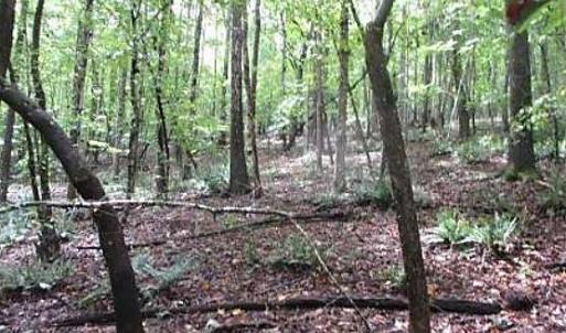 Photo #4 of 6700 Cass Holt, Holly Springs, NC 38.5 acres