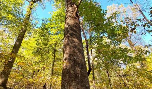 Photo #29 of CASTLETON VIEW ROAD, CASTLETON, VA 25.2 acres