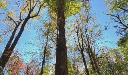 Photo #30 of CASTLETON VIEW ROAD, CASTLETON, VA 25.2 acres