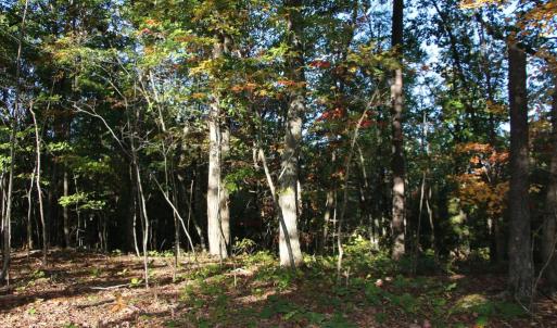 Photo #3 of MIDDLE OF NO WAY LN, CASTLETON, VA 30.5 acres