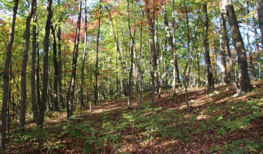 Photo #5 of MIDDLE OF NO WAY LN, CASTLETON, VA 30.5 acres