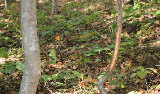 Photo #7 of MIDDLE OF NO WAY LN, CASTLETON, VA 30.5 acres