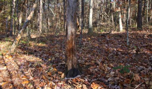 Photo #4 of MIDDLE OF NO WAY LN, CASTLETON, VA 30.5 acres