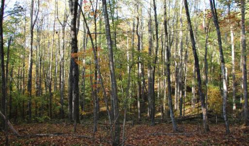 Photo #8 of MIDDLE OF NO WAY LN, CASTLETON, VA 30.5 acres