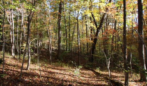 Photo #9 of MIDDLE OF NO WAY LN, CASTLETON, VA 30.5 acres