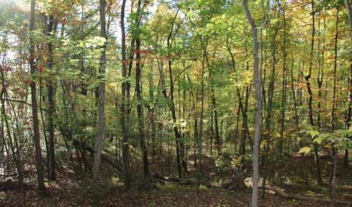 Photo #10 of MIDDLE OF NO WAY LN, CASTLETON, VA 30.5 acres