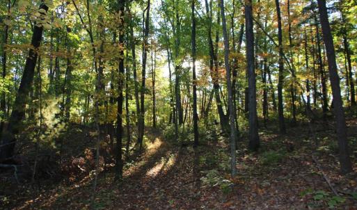 Photo #11 of MIDDLE OF NO WAY LN, CASTLETON, VA 30.5 acres