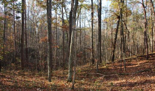 Photo #13 of MIDDLE OF NO WAY LN, CASTLETON, VA 30.5 acres