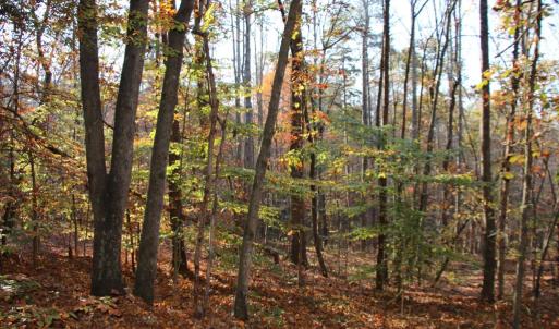 Photo #15 of MIDDLE OF NO WAY LN, CASTLETON, VA 30.5 acres