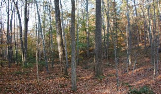 Photo #16 of MIDDLE OF NO WAY LN, CASTLETON, VA 30.5 acres