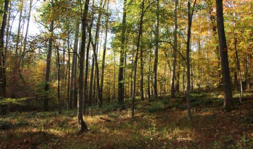 Photo #1 of MIDDLE OF NO WAY LN, CASTLETON, VA 30.5 acres