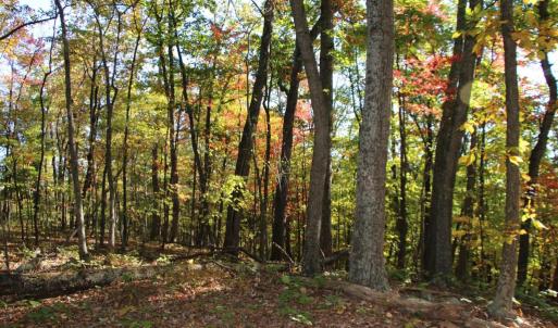 Photo #20 of MIDDLE OF NO WAY LN, CASTLETON, VA 30.5 acres