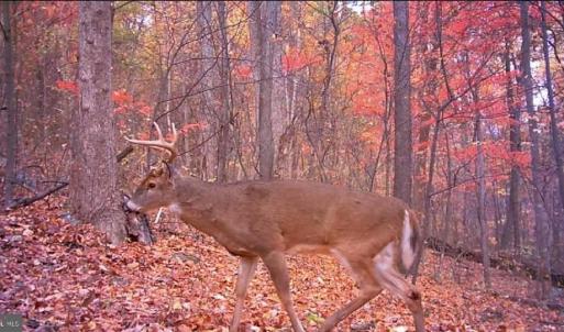 Photo #22 of WOODLANDS DRIVE, FLINT HILL, VA 14.4 acres