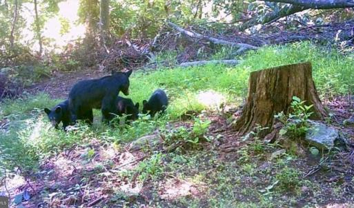 Photo #23 of WOODLANDS DRIVE, FLINT HILL, VA 14.4 acres